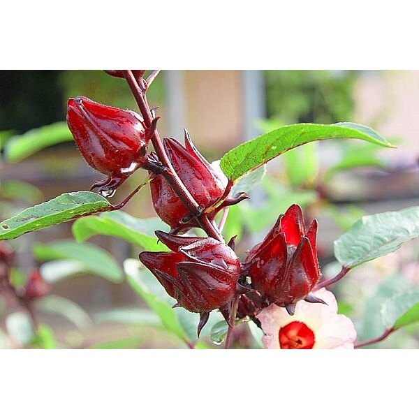 MA163 Hạt giống Hoa Atiso đỏ ( Bụt giấm 10 HẠT )