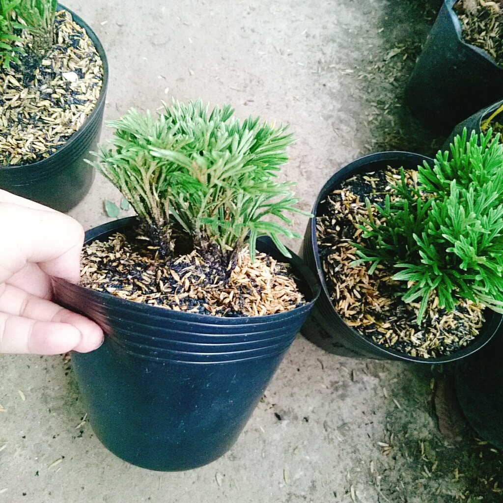 Cây Trường Sinh Thảo - cây cảnh bonsai
