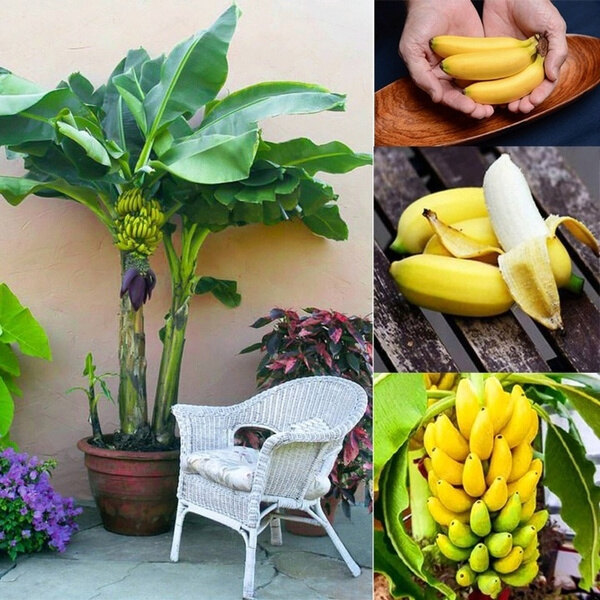 20pcs/bag Rare Mini Short Banana Tree Orchard Bonsai Plants Home Garden Decoration