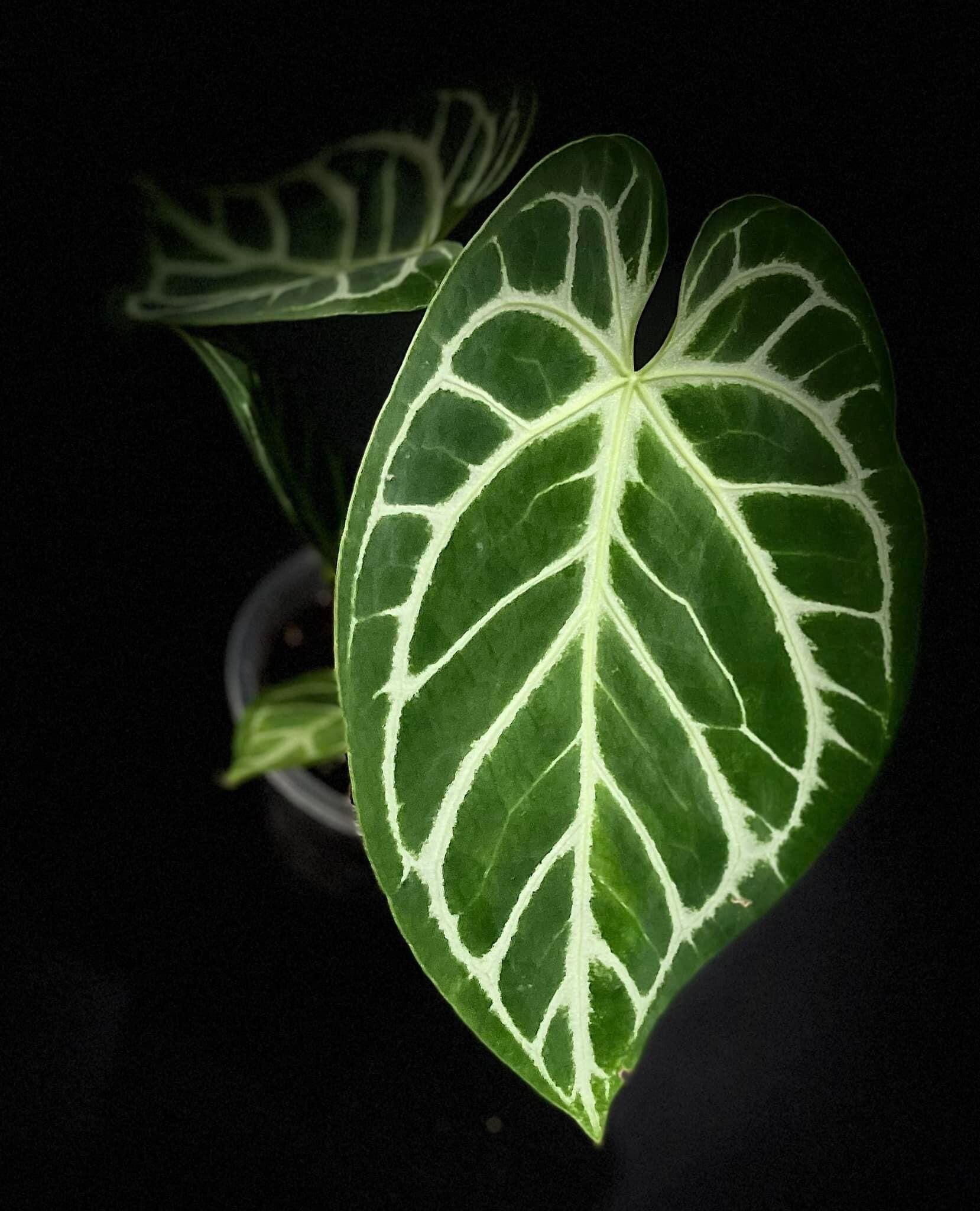 中サイズAnthurium dorayaki x magnificum 中サイズAnthurium dorayaki