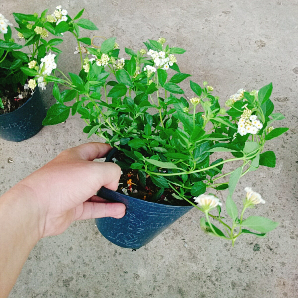 Hoa Ngũ Sắc (Trắng) - Hoa Trâm Ổi Trắng