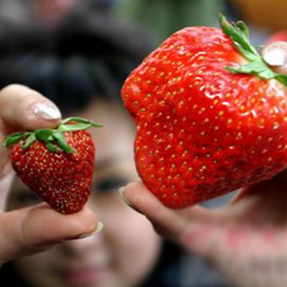 300pcs Strawberry Fruit Seeds,Wild Growth Temperature 0