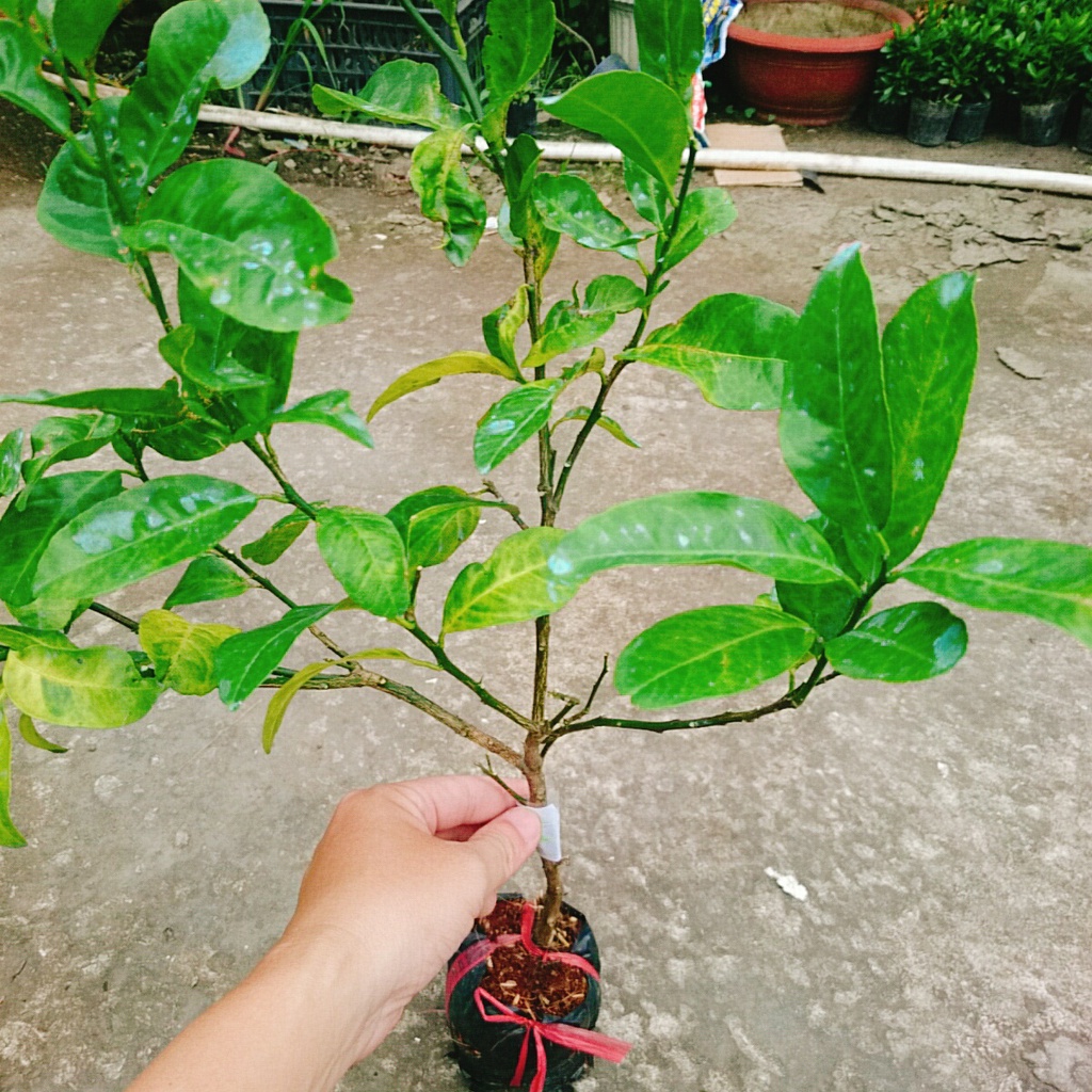 Cây chanh đào - rất thơm, mọng nước, ruột hồng