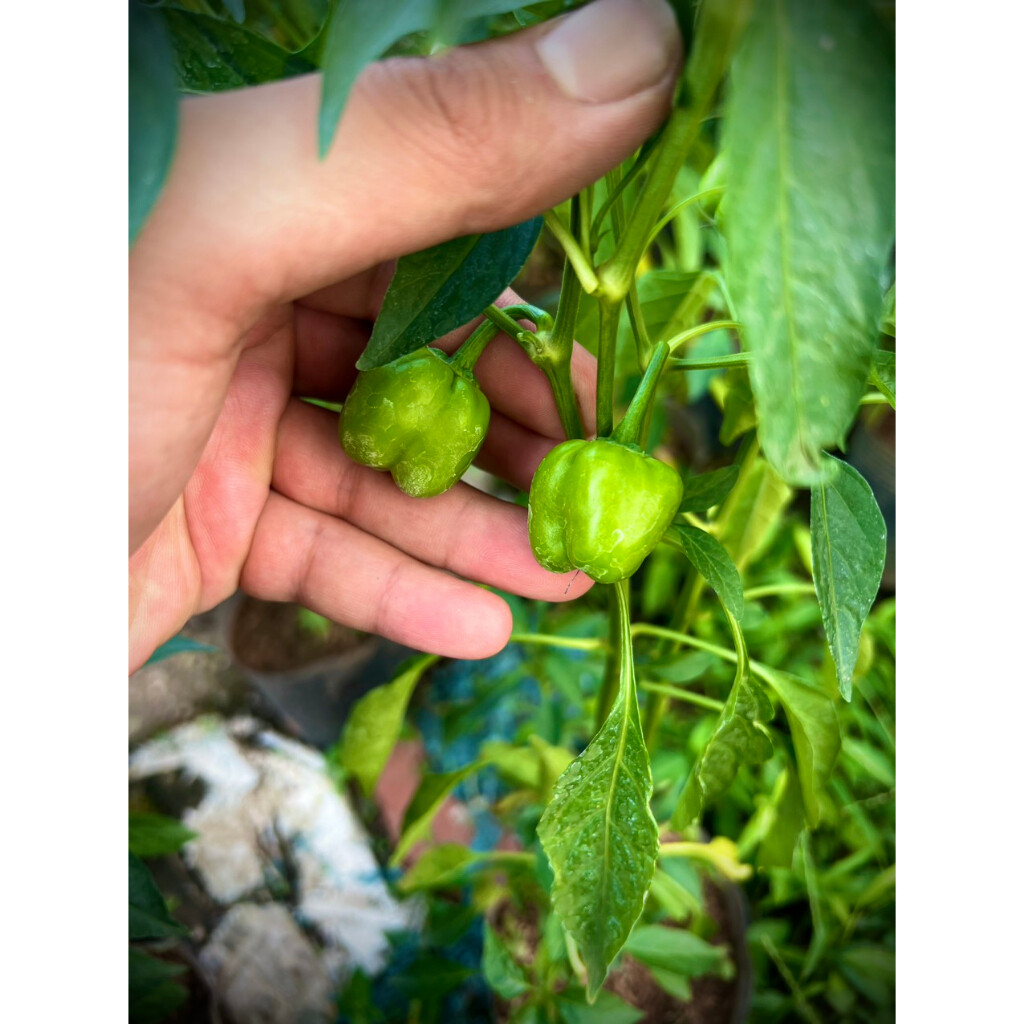 Cây ớt bí ngô Pumpkin đang quả siêu cay (ảnh thật số 2)