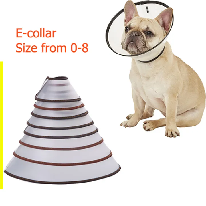 e collar for french bulldog