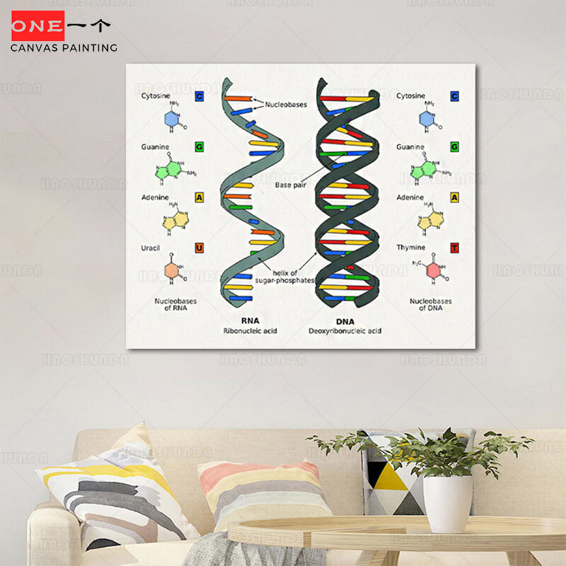 Human DNA and RNA Canvas Print Science Poster Biology Wall Art Picture Genetic Code Chemistry Painting Teacher Gifts Dorm Decor