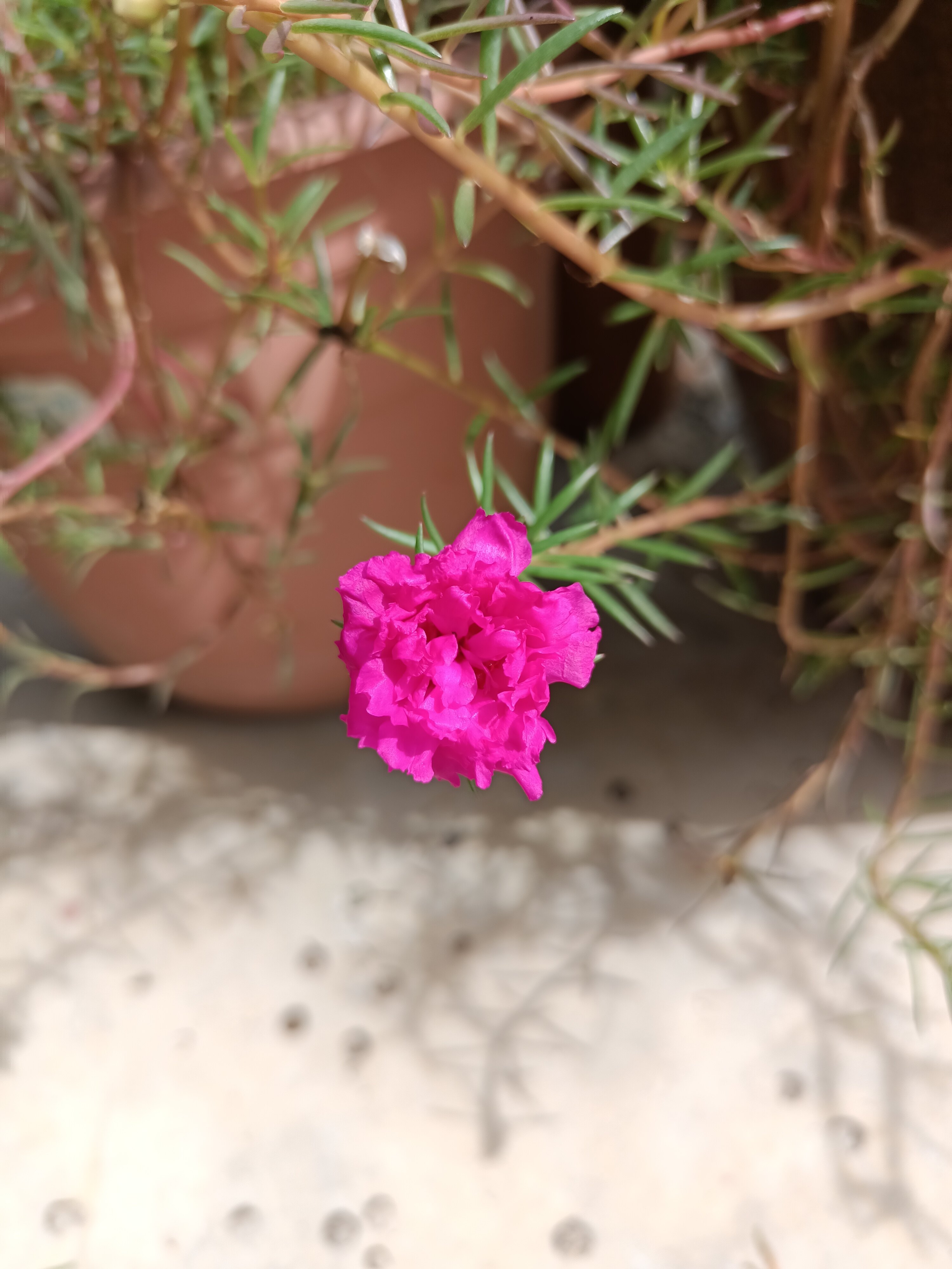 Flower Cutting Edible Plant Portulaca Grandiflora Flower Moss Rose Maroon 10 Oclock Lazada