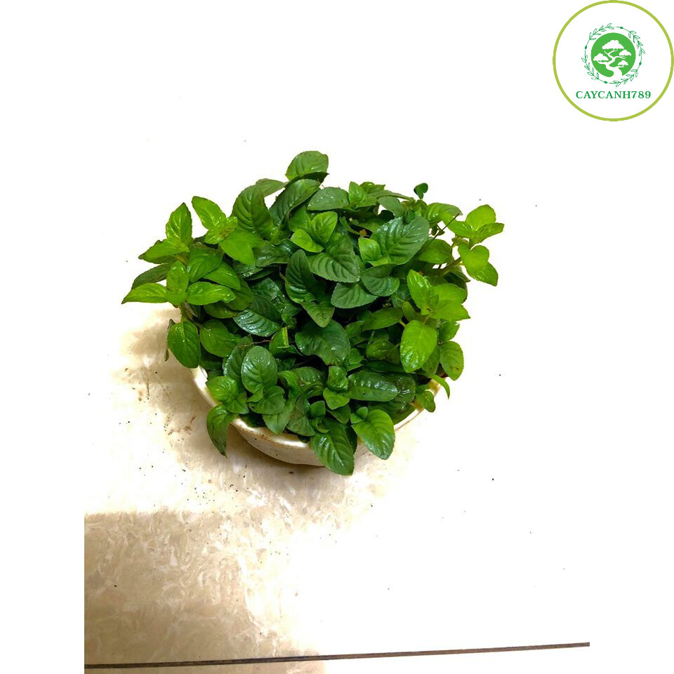 Cây quế vị – thơm mùi xá xị