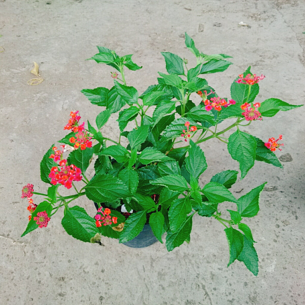 Hoa Ngũ Sắc (Đỏ) - Hoa Trâm Ổi Đỏ
