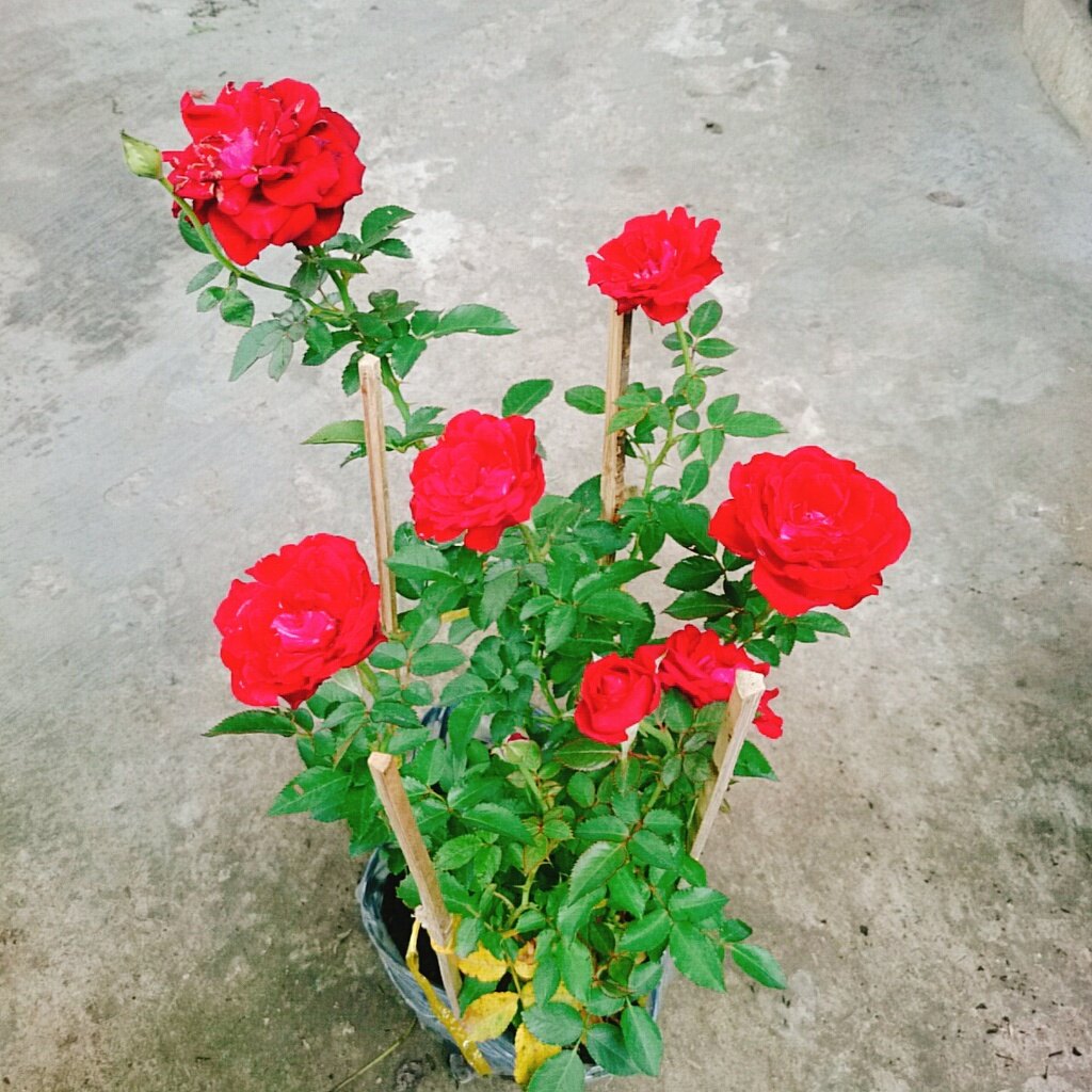 Hoa Hồng Tỉ Muội (Siêu Hoa) - cây cảnh để bàn