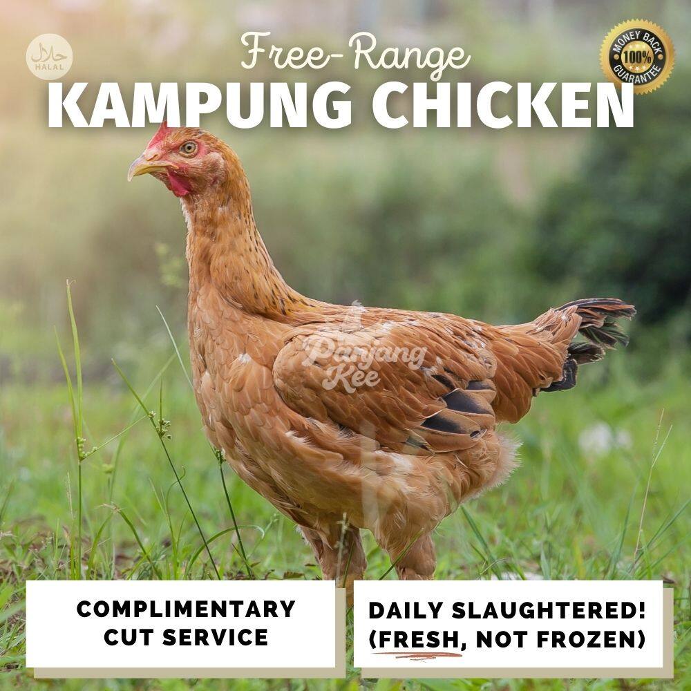 Ayam Kampung In English : Selain itu, ada kokok balenggek (sumbar