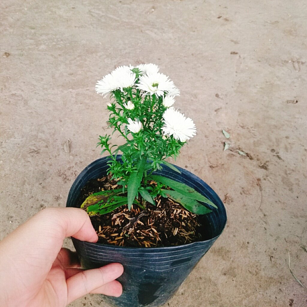 Cây Hoa Thạch Thảo (Trắng) - cây cảnh để bàn