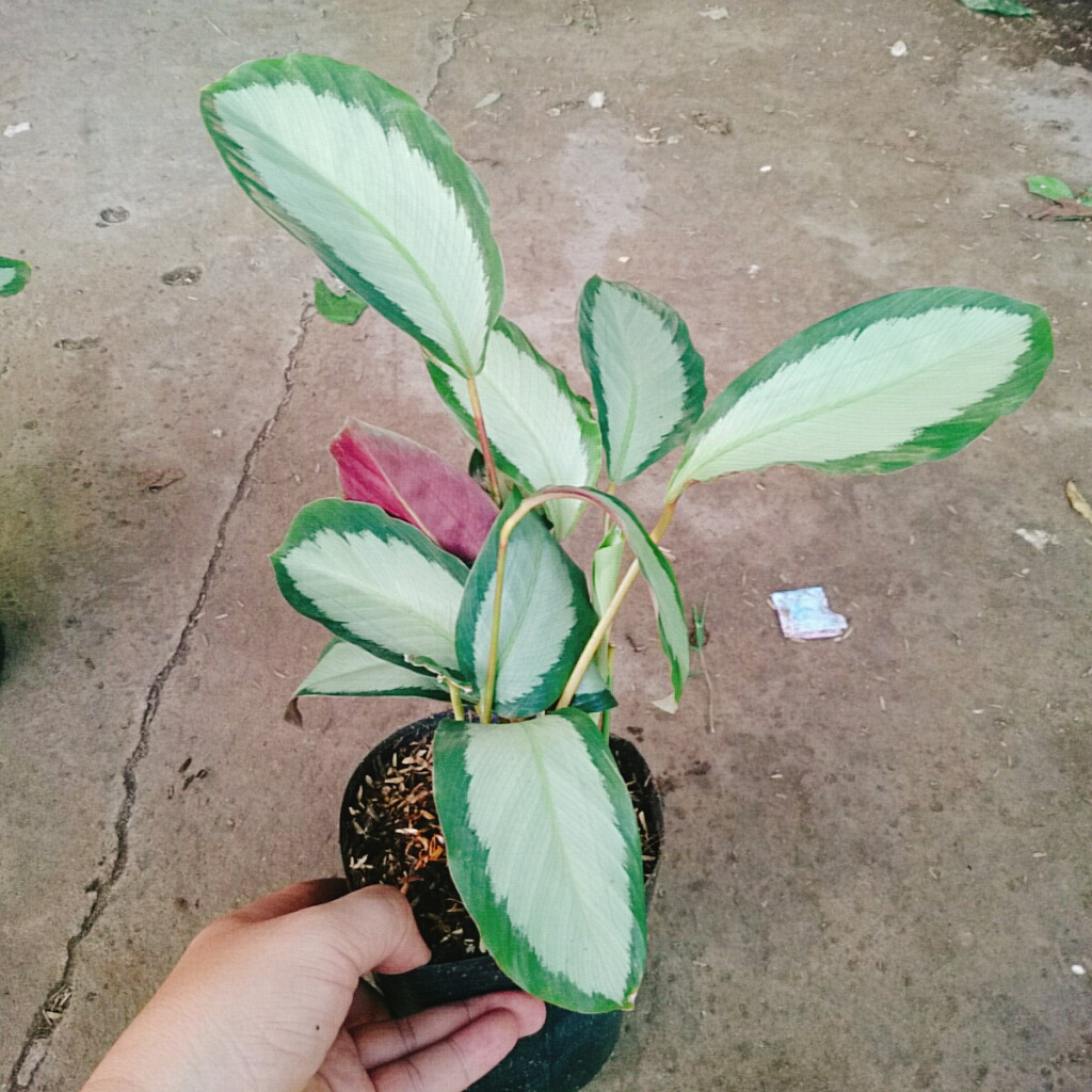 Cây Đuôi Công Trắng - Đuôi Công Lá Bạc