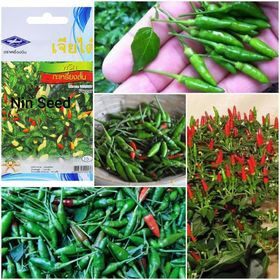 Hạt giống ớt xiêm núi Thái Lan
