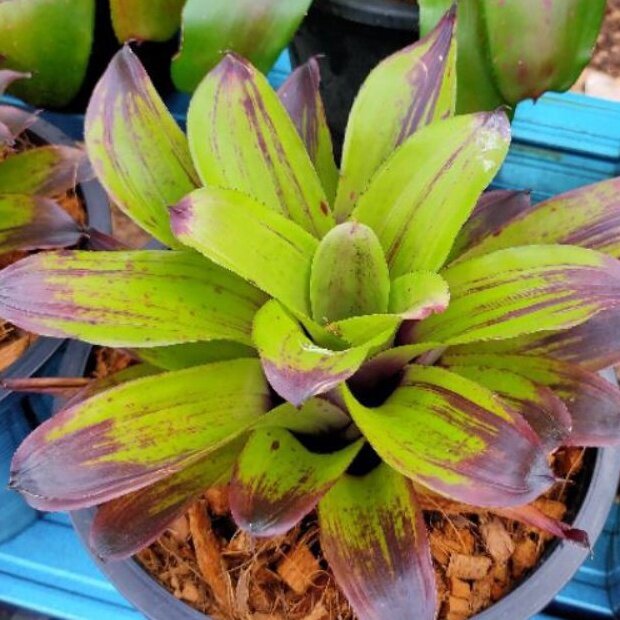 ブロメリア・エアープランツ Neoregelia Strawberry Roan ブロメリア・エアープランツ Neoregelia Strawberry Roan