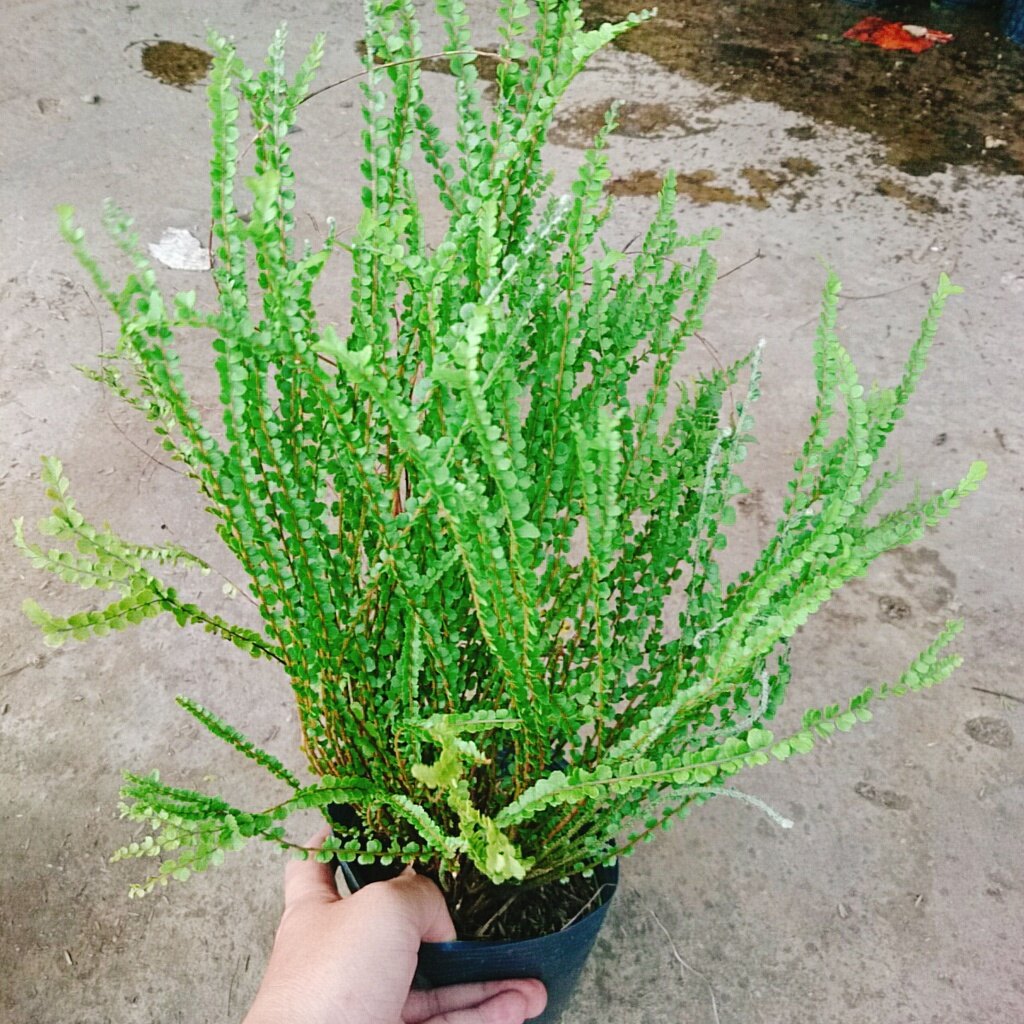 Cây Dương Xỉ Tóc Tiên - cây cảnh để bàn