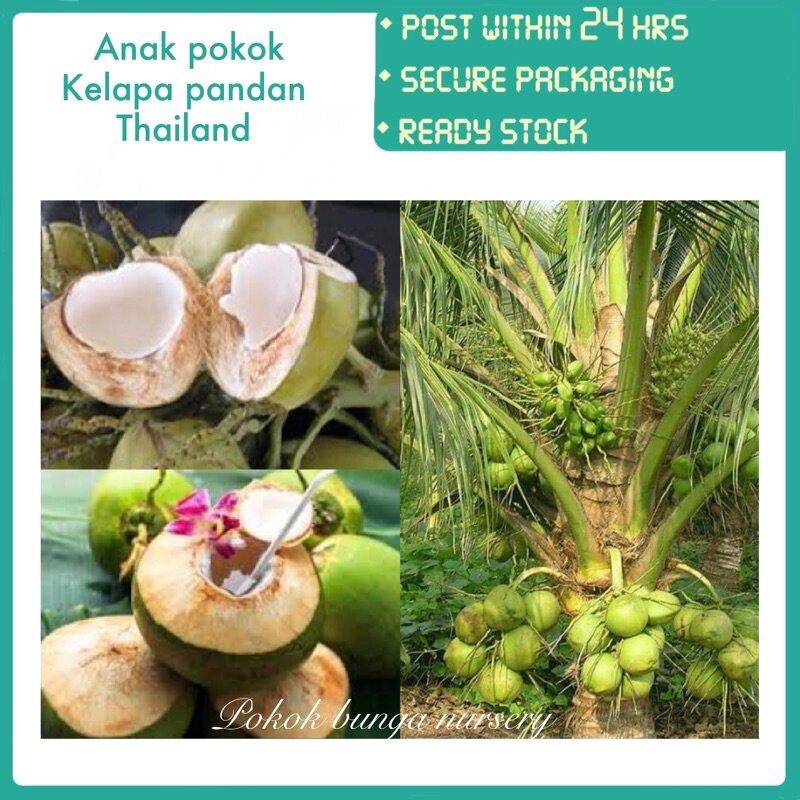 PBN - anak pokok kelapa pandan Thailand - pokok bunga nursery cocos