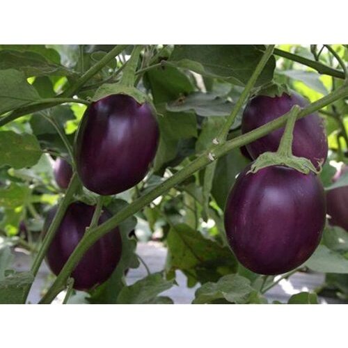 MA136 Gói 50 Hạt Giống Cà Bát Tím Cao Sản