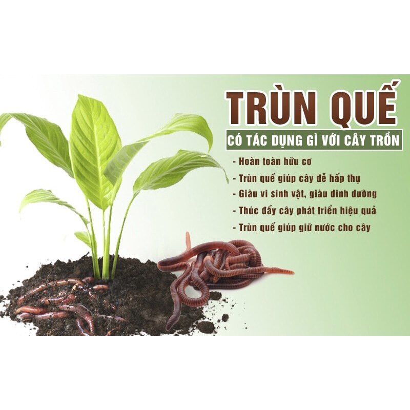 1Kg Phân bón trùn quế hữu cơ nguyên chất