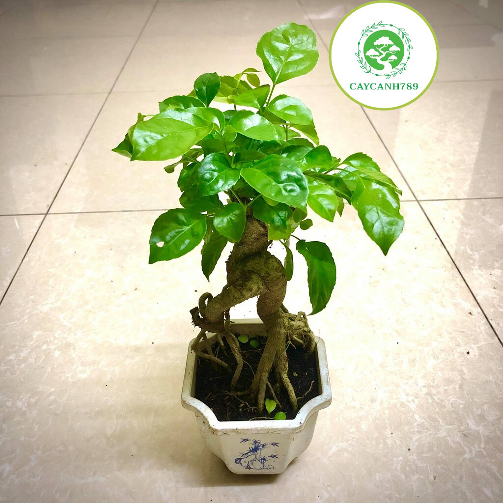 Cây hạnh phúc bonsai cao 25-30cm
