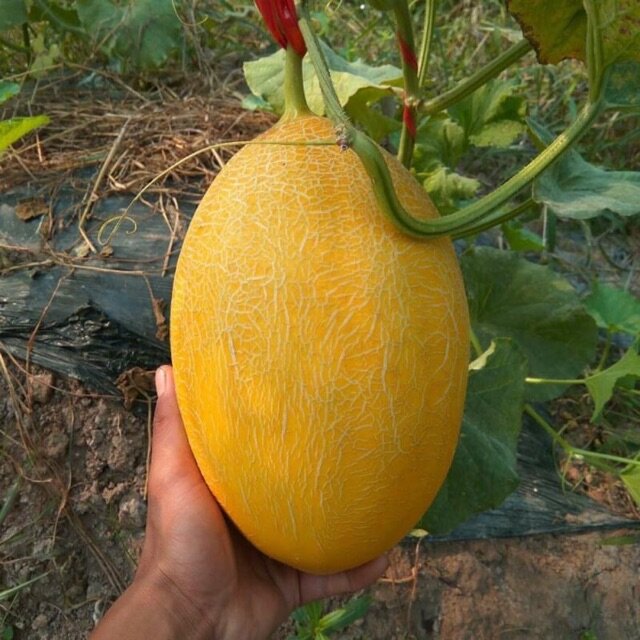 Hạt giống dưa lưới hami vỏ vàng