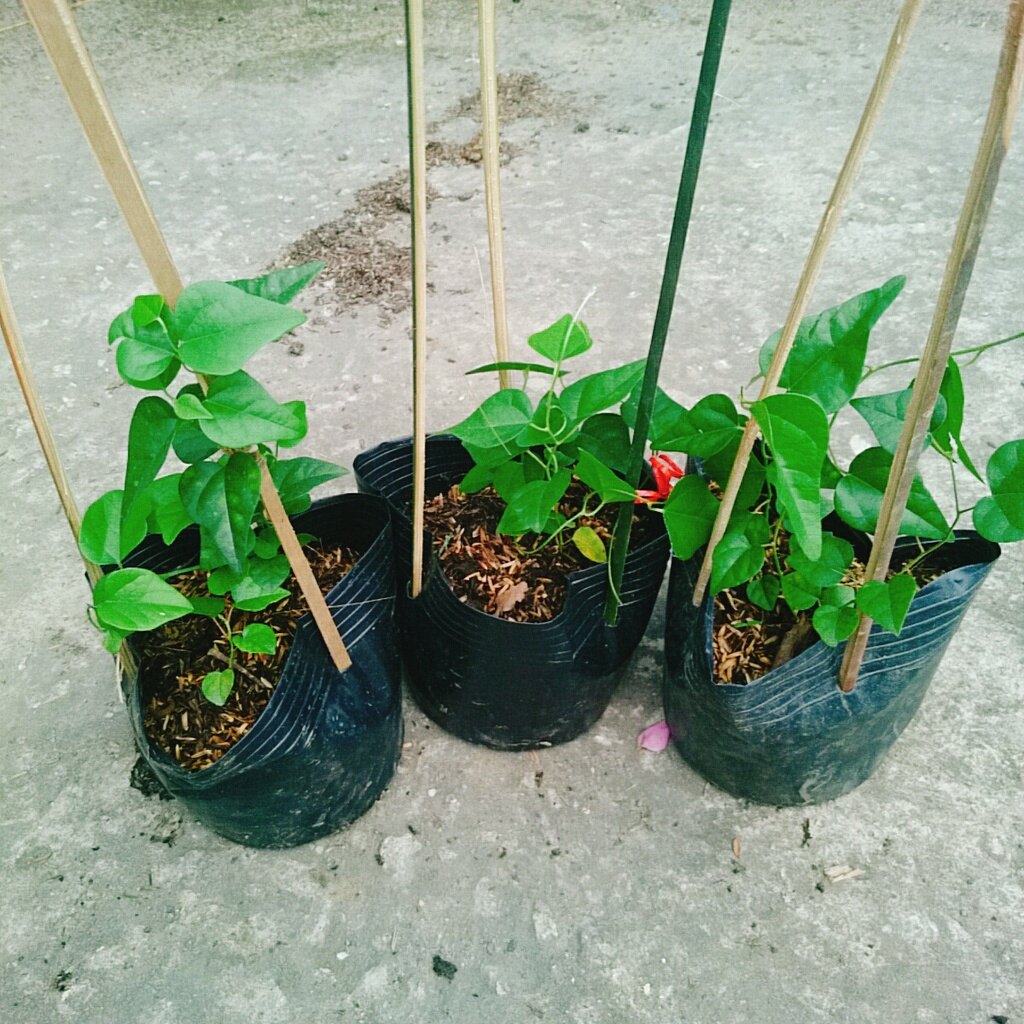 Cây sương sâm trơn (ươm cành rễ ổn định)