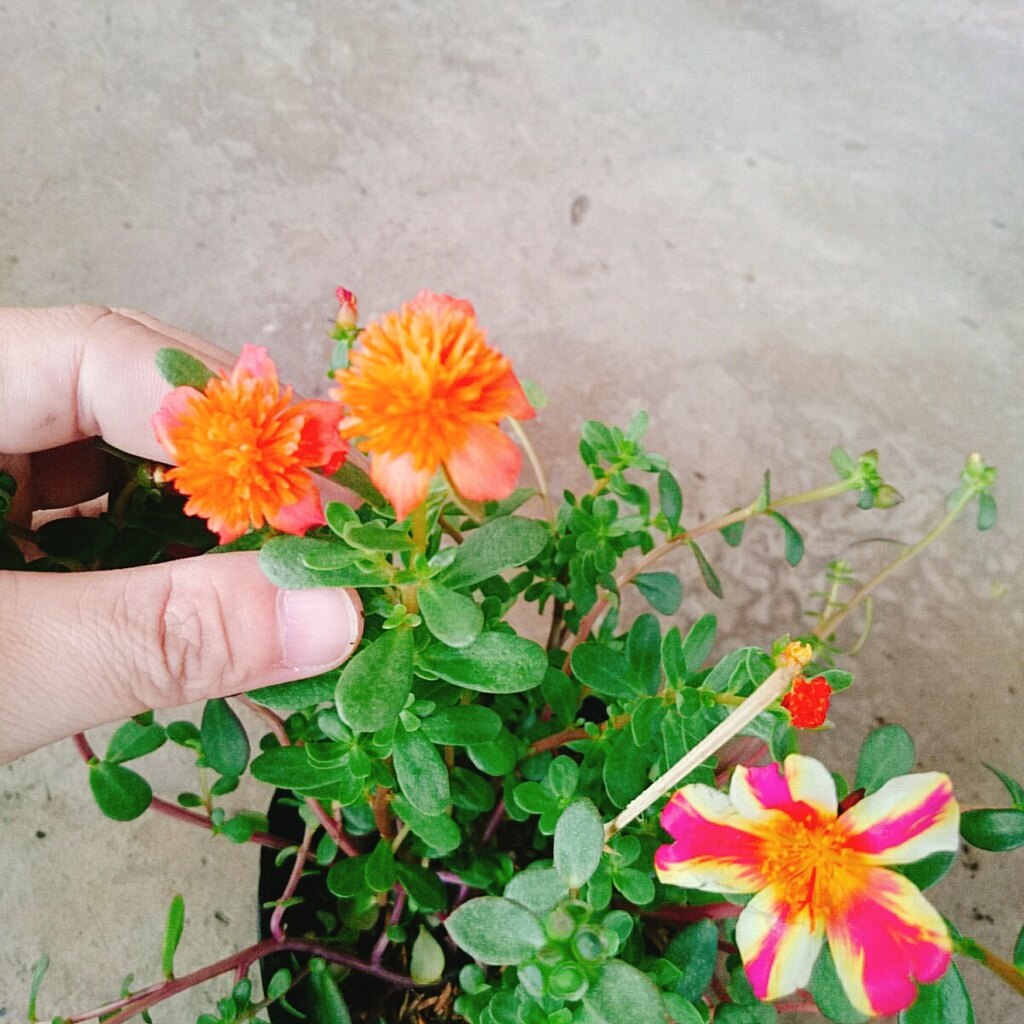 Hoa Mười Giờ Sam - cây cảnh đẹp
