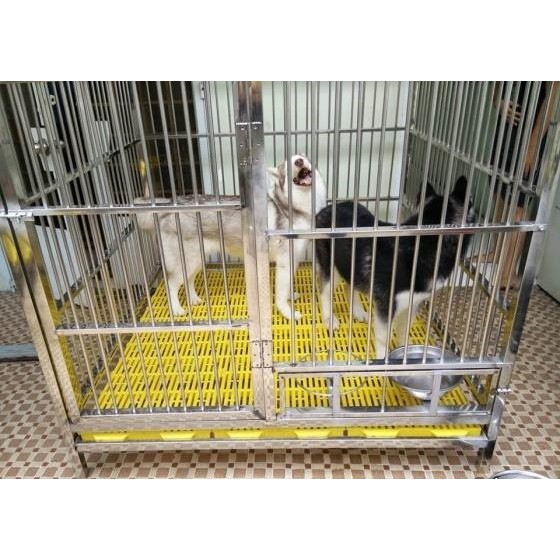 TẤM NHỰA LÓT SÀN CHO LỢN, GÀ, CHÓ, MÈO...