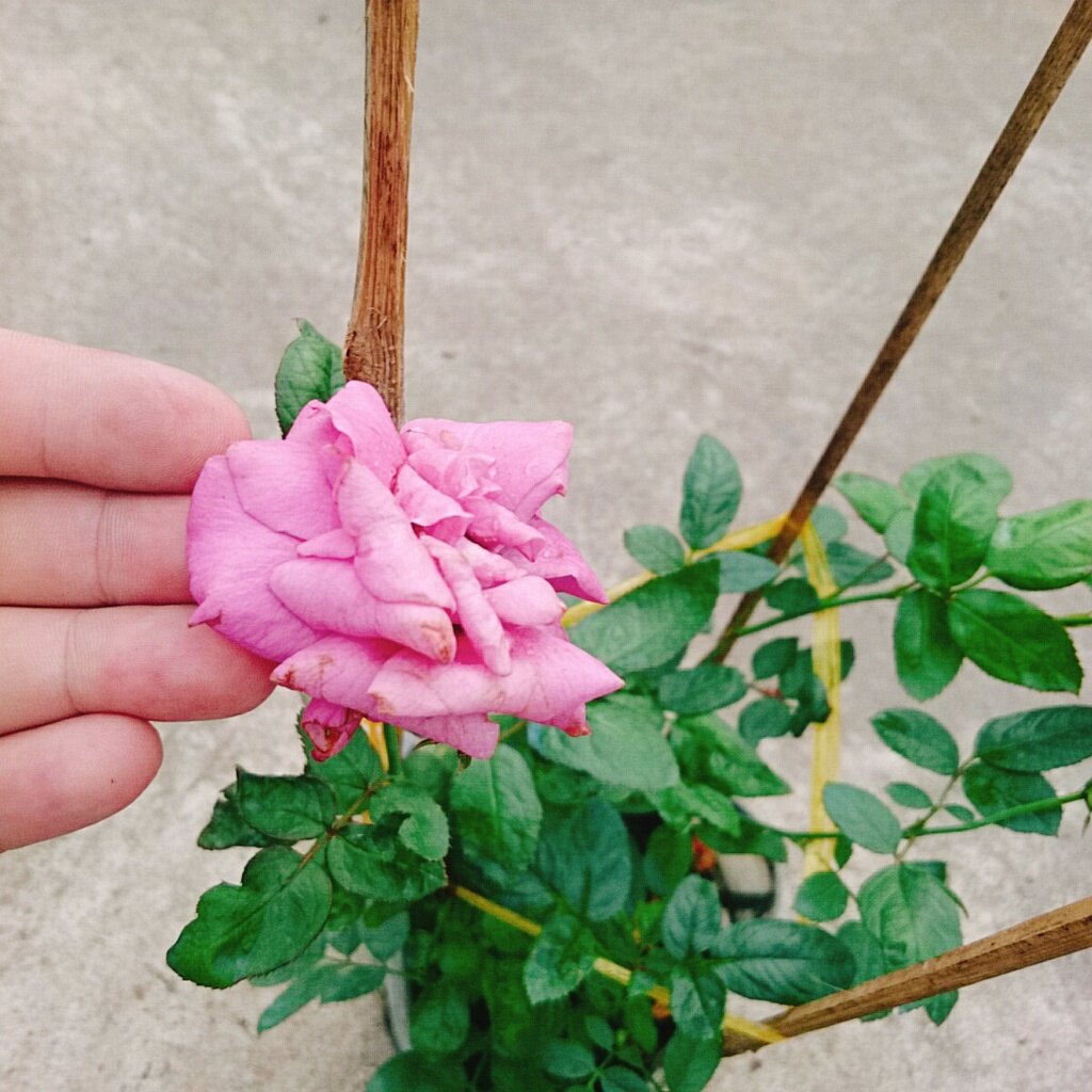 Hoa Hồng Tím ( Thank You Rose )