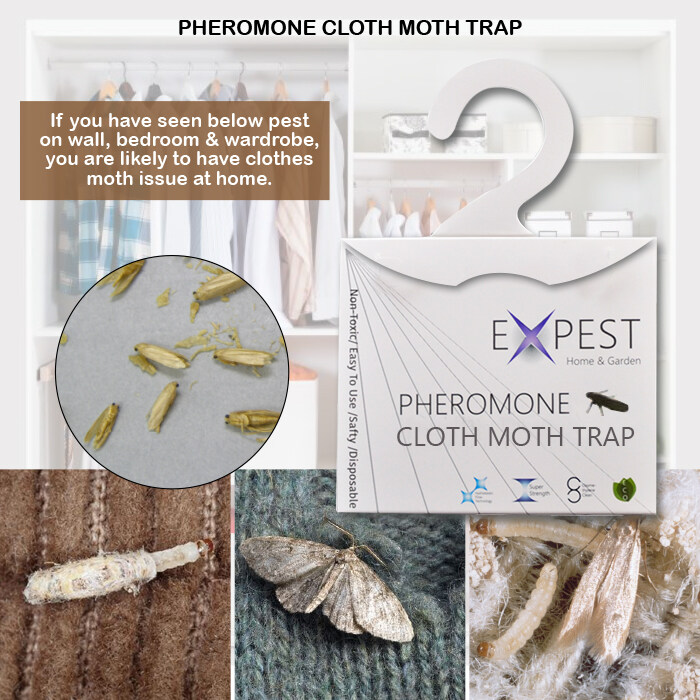 What Do Moths Do While You Sleep