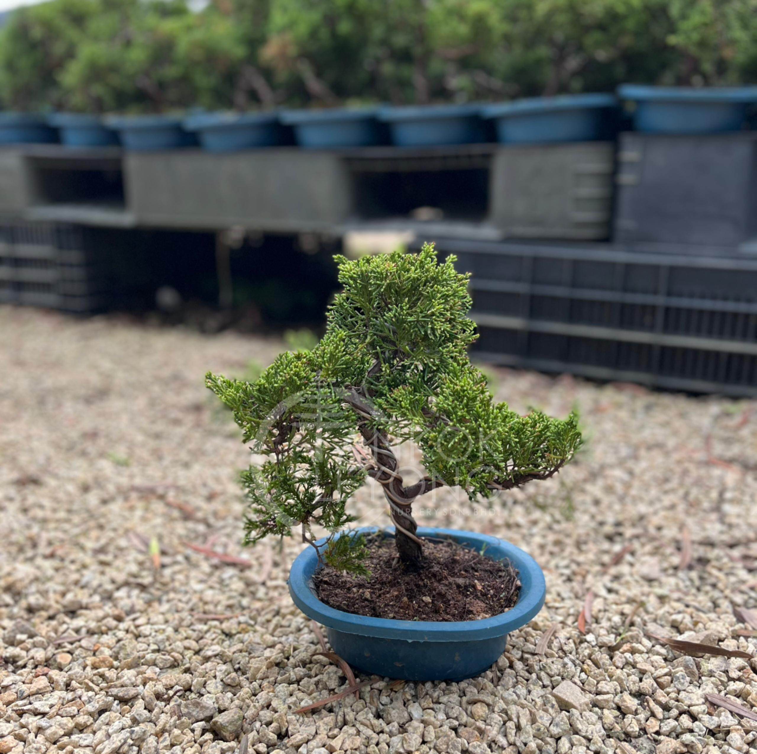 真柏盆栽⑤ TKL - Outdoor Bonsai FengShui Plant Kishū Juniperus