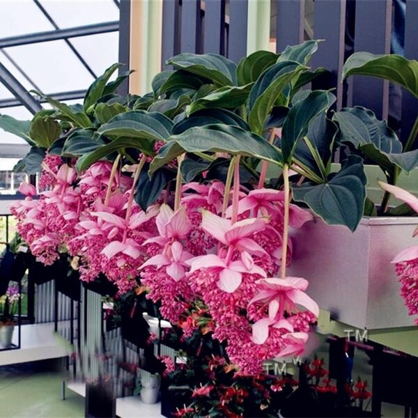 30pcs Lotus Lantern Seeds Bonsai Flower Seeds Home Garden