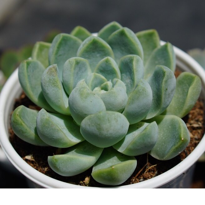 SEN ĐÁ SAO BĂNG 8cm-HƯ 1 ĐỔI 1