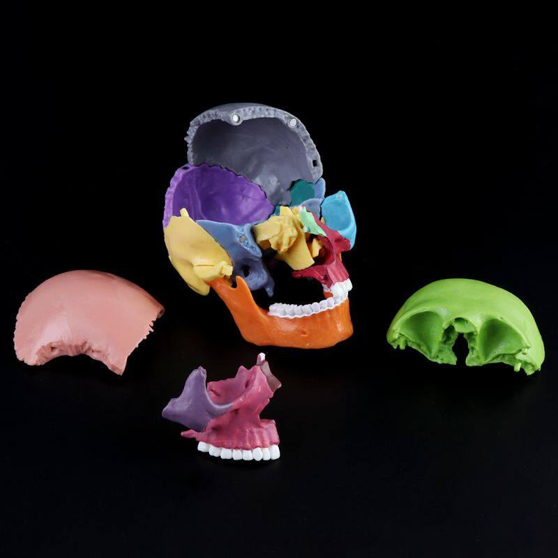 15pcs/set 4D Disassembled Color Skull Anatomical Model Detachable Teaching Tool