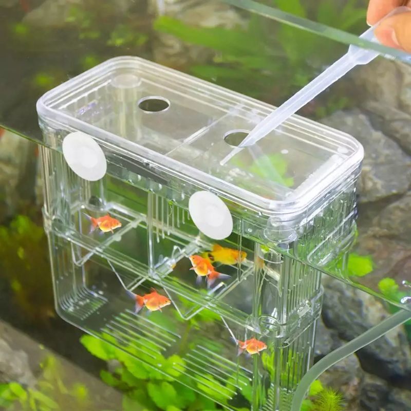 Fish Breeding Box Kotak Penetasan Pengasingan anak Ikan Aquarium Double ...