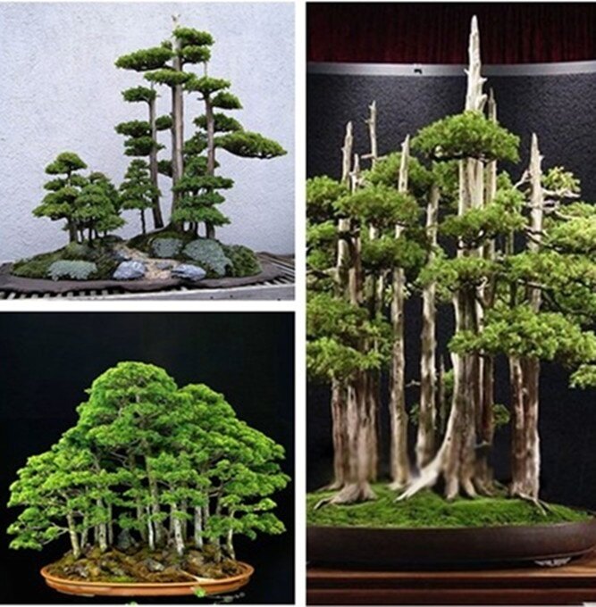 20pcs Rare Japanese White Pine Pinus Parviflora Tree Bonsai Seeds Home Plant