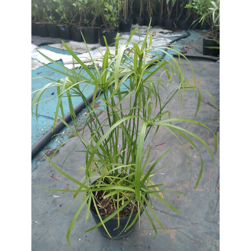 Cây thuỷ trúc thuỷ sinh - cây cảnh thủy sinh