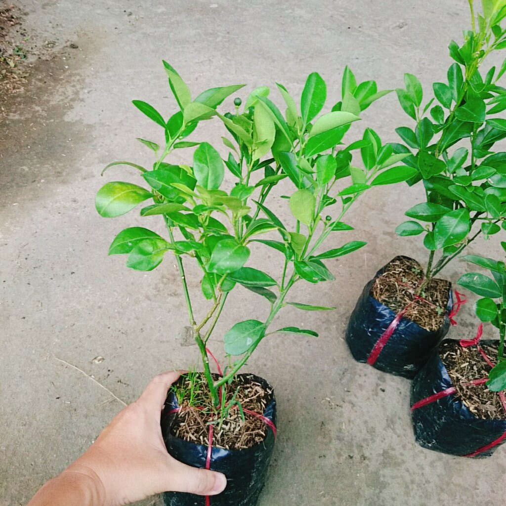 Cây tắc chua ( cây quất, cây hạnh ) - cây đang cho trái