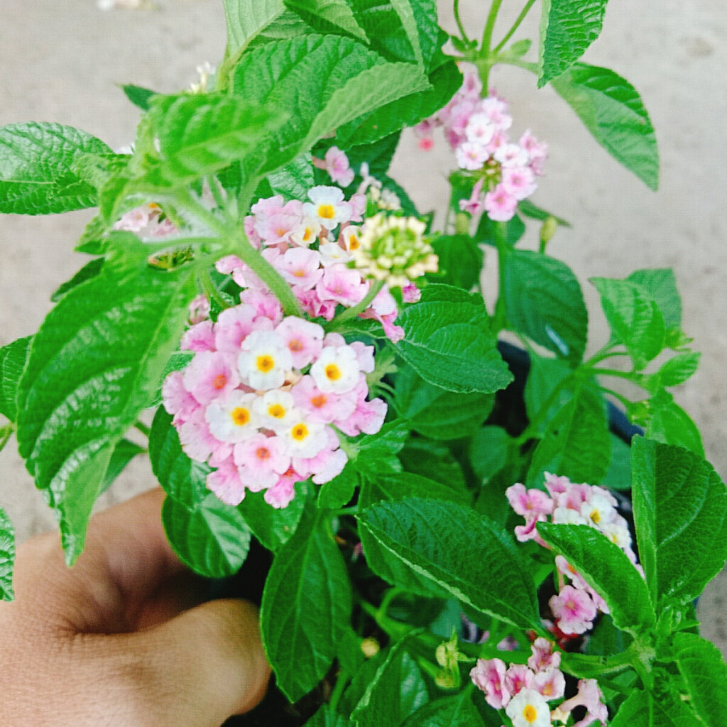 Hoa Ngũ Sắc (Hồng) - Hoa Trâm Ổi Hồng