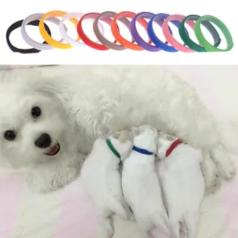 puppy id collar