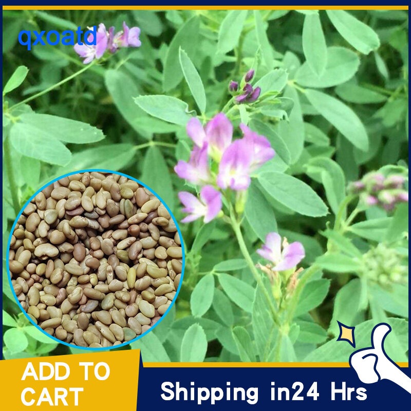 Alfalfa grass seeds early mature high germination multinutrients for