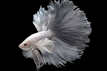 lazada betta fish