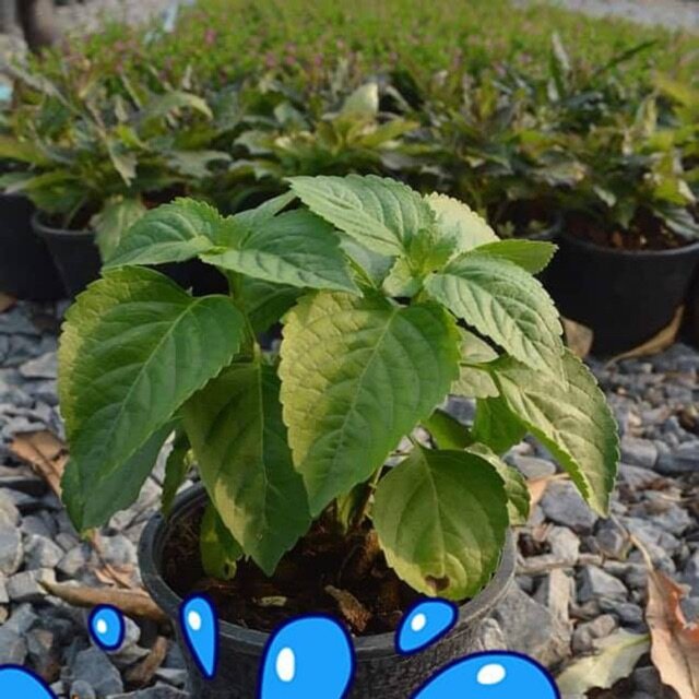 Hạt Giống Bạc Hà Cây Thái Lan ( Thailand Tree Basil Seed)