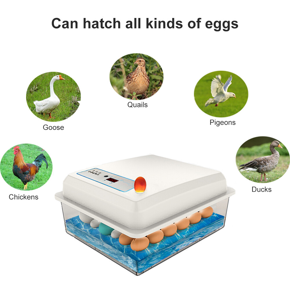 【Ready Stock】Original Aideepen Automatic Temperature Control Incubator Tool Household Foam Bionic Incubator for All Kinds of Poultry Eggs Choose 20 Pieces/22 Pieces/42 Pieces/50 Pieces