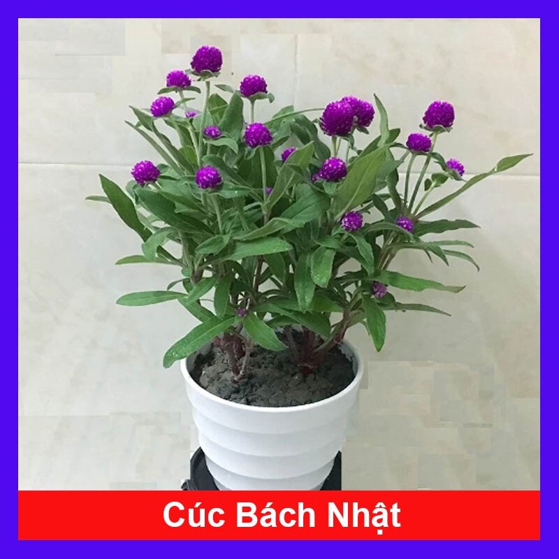 Hoa cúc bách nhật đã có hoa và nụ