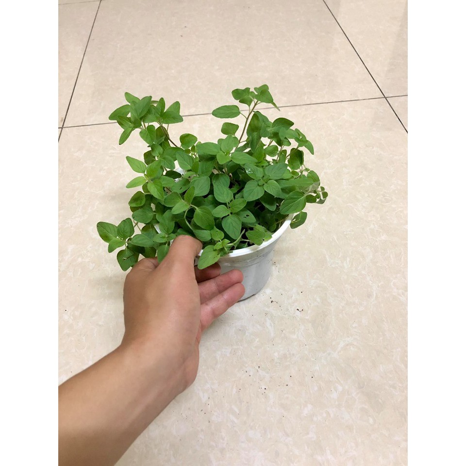 Cây kinh giới dại Oregano - Cây gia vị (Ảnh thật)