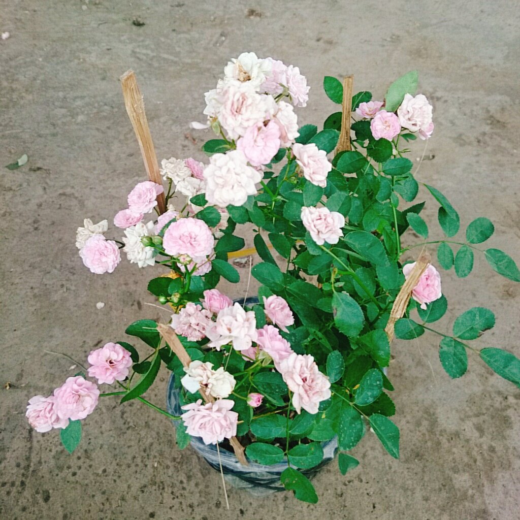 Cây Hồng Bạch Trà (giống mới) - Hồng Đông Mai
