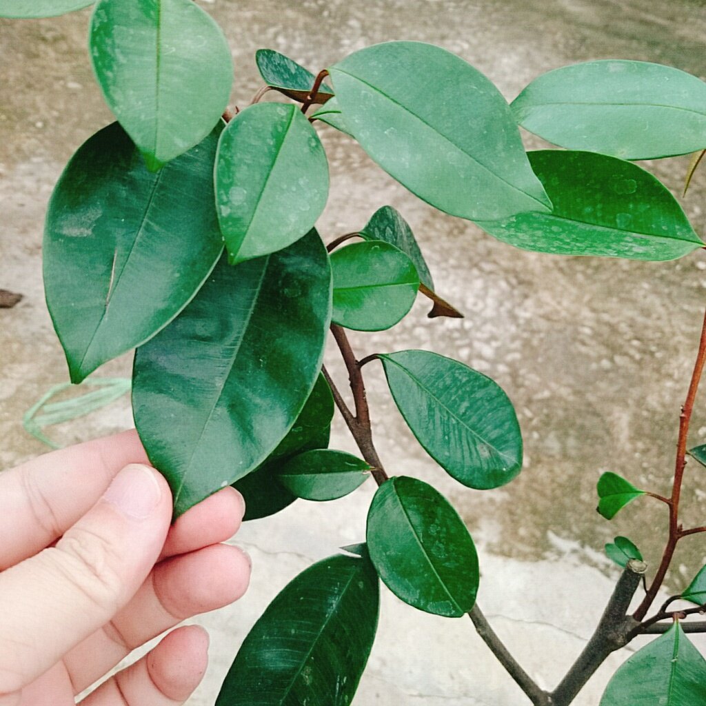 Cây vú sữa lò rèn - cây ăn quả