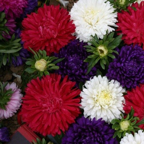 50h Hạt Giống Hoa Cúc Thúy Cúc Magic Mix Màu