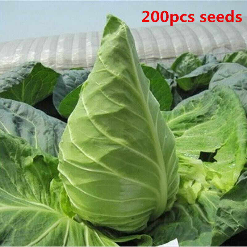 Philippines Ready Stock 200 PCS Oxheart Cabbage Organic Vegetable Cour